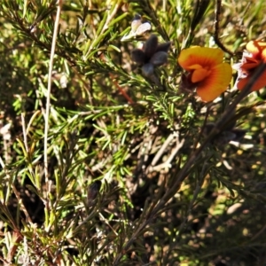 Dillwynia sericea at Paddys River, ACT - 8 Sep 2021