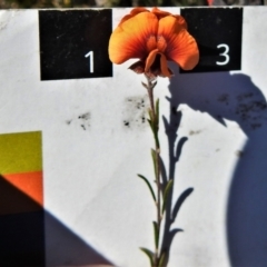 Dillwynia sericea at Paddys River, ACT - 8 Sep 2021