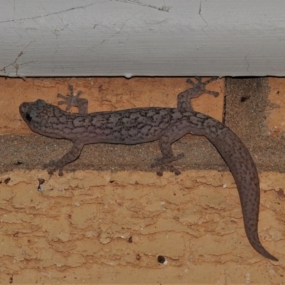 Christinus marmoratus (Southern Marbled Gecko) at Wanniassa, ACT - 8 Sep 2021 by JohnBundock