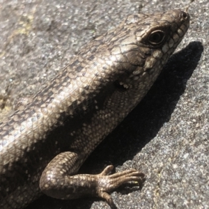 Egernia striolata at Splitters Creek, NSW - 8 Sep 2021 12:51 PM