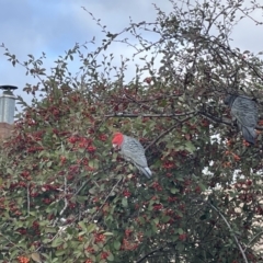 Callocephalon fimbriatum (Gang-gang Cockatoo) at Waramanga, ACT - 29 Jun 2021 by Jeezwe