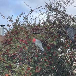 Callocephalon fimbriatum at Waramanga, ACT - 29 Jun 2021