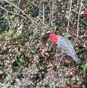 Callocephalon fimbriatum at Waramanga, ACT - 2 Jul 2021