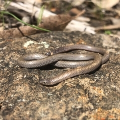 Aprasia parapulchella (Pink-tailed Worm-lizard) at Nail Can Hill - 8 Sep 2021 by DamianMichael