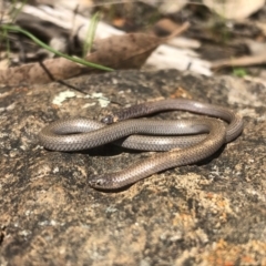 Aprasia parapulchella (Pink-tailed Worm-lizard) at Hamilton Valley, NSW - 8 Sep 2021 by DamianMichael