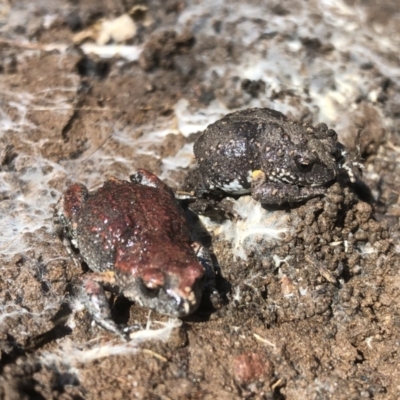 Pseudophryne bibronii (Bibron's Toadlet) at Splitters Creek, NSW - 8 Sep 2021 by DamianMichael