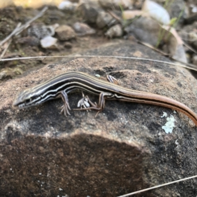 Ctenotus taeniolatus (Copper-tailed Skink) at Hamilton Valley, NSW - 8 Sep 2021 by DamianMichael