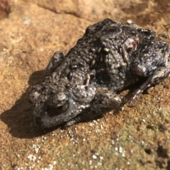 Pseudophryne bibroni (Bibron's Toadlet) at Albury - 8 Sep 2021 by DamianMichael