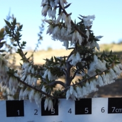 Leucopogon fletcheri subsp. brevisepalus at Paddys River, ACT - 8 Sep 2021