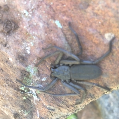 Morebilus plagusius (Major Flatrock Spider) at Splitters Creek, NSW - 8 Sep 2021 by DamianMichael