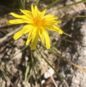 Microseris walteri at West Albury, NSW - 5 Sep 2021