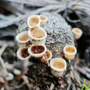 Nidula sp. at Denman Prospect, ACT - 8 Sep 2021