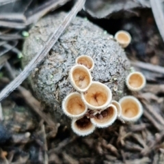 Nidula sp. at Denman Prospect, ACT - 8 Sep 2021 05:12 PM