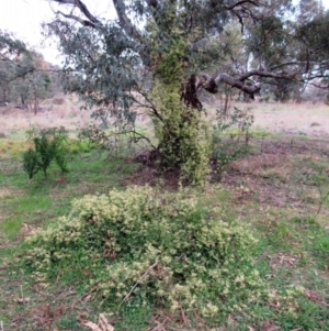 Clematis leptophylla at Hawker, ACT - 26 Aug 2021 03:51 PM