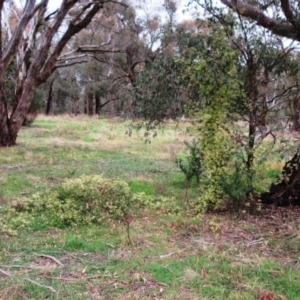 Clematis leptophylla at Hawker, ACT - 26 Aug 2021