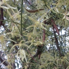 Clematis leptophylla at Hawker, ACT - 26 Aug 2021 03:51 PM