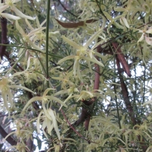 Clematis leptophylla at Hawker, ACT - 26 Aug 2021