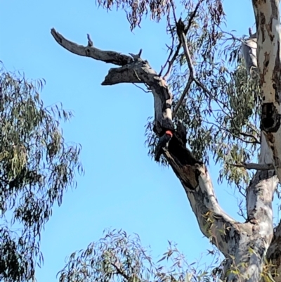 Callocephalon fimbriatum (Gang-gang Cockatoo) at Stirling Park - 8 Sep 2021 by JaneR