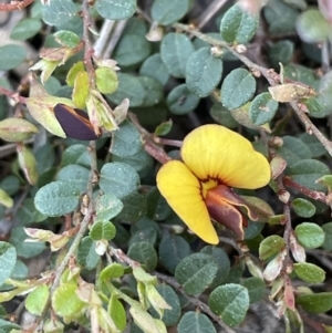 Bossiaea buxifolia at Yarralumla, ACT - 8 Sep 2021