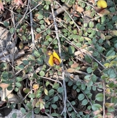 Bossiaea buxifolia at Yarralumla, ACT - 8 Sep 2021