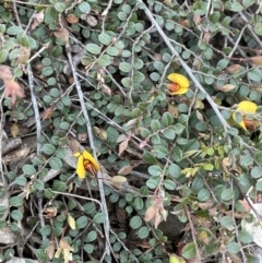 Bossiaea buxifolia at Yarralumla, ACT - 8 Sep 2021
