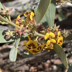 Daviesia mimosoides (Bitter Pea) at Stirling Park - 8 Sep 2021 by JaneR