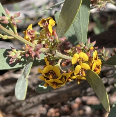 Daviesia mimosoides (Bitter Pea) at Stirling Park - 8 Sep 2021 by JaneR