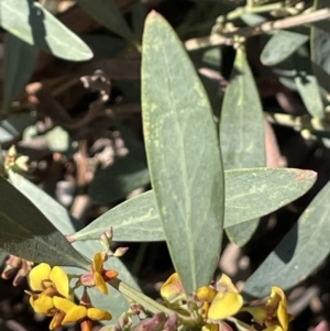 Daviesia mimosoides at Yarralumla, ACT - 8 Sep 2021
