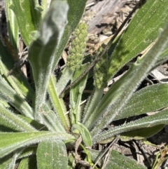 Plantago varia (Native Plaintain) at Stirling Park - 8 Sep 2021 by JaneR