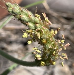 Plantago varia at Yarralumla, ACT - 8 Sep 2021 01:09 PM