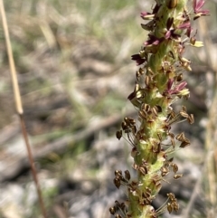 Plantago varia at Yarralumla, ACT - 8 Sep 2021 01:09 PM