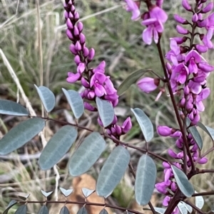Indigofera australis subsp. australis at Majura, ACT - 6 Sep 2021