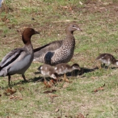 Chenonetta jubata (Australian Wood Duck) at Fadden, ACT - 8 Sep 2021 by RodDeb