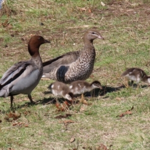 Chenonetta jubata at Fadden, ACT - 8 Sep 2021 01:36 PM