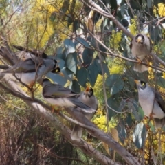 Manorina melanocephala (Noisy Miner) at Fadden Hills Pond - 8 Sep 2021 by RodDeb