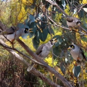 Manorina melanocephala at Fadden, ACT - 8 Sep 2021