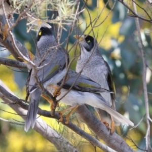 Manorina melanocephala at Fadden, ACT - 8 Sep 2021