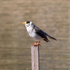 Manorina melanocephala at Fadden, ACT - 8 Sep 2021