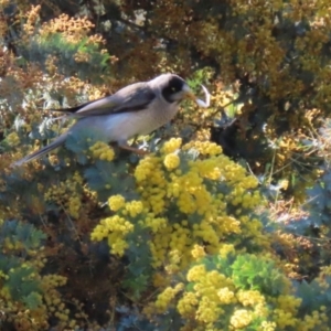 Manorina melanocephala at Fadden, ACT - 8 Sep 2021