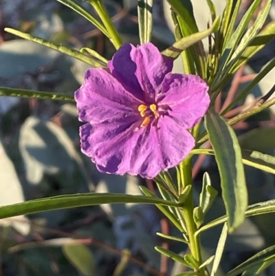 Solanum linearifolium (Kangaroo Apple) at Mount Majura - 8 Sep 2021 by JaneR