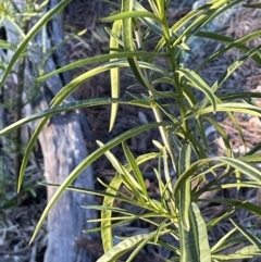 Solanum linearifolium at Hackett, ACT - 8 Sep 2021 05:17 PM