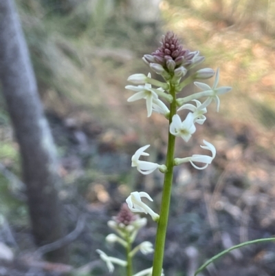 Stackhousia monogyna (Creamy Candles) at Mount Ainslie - 7 Sep 2021 by JaneR
