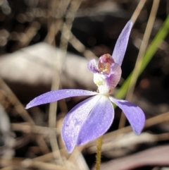 Cyanicula caerulea (Blue Fingers, Blue Fairies) at Holt, ACT - 6 Sep 2021 by drakes