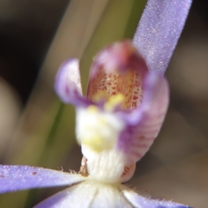 Cyanicula caerulea at Holt, ACT - 6 Sep 2021