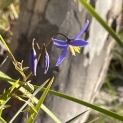 Stypandra glauca (Nodding Blue Lily) at Majura, ACT - 7 Sep 2021 by JaneR