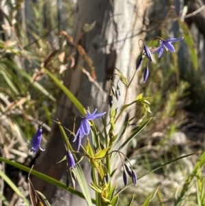 Stypandra glauca at Majura, ACT - 7 Sep 2021