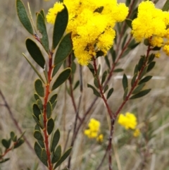 Acacia buxifolia subsp. buxifolia (Box-leaf Wattle) at Cook, ACT - 8 Sep 2021 by drakes