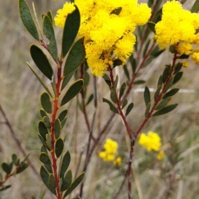 Acacia buxifolia subsp. buxifolia (Box-leaf Wattle) at Cook, ACT - 7 Sep 2021 by drakes