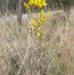 Acacia buxifolia subsp. buxifolia at Cook, ACT - 8 Sep 2021 09:47 AM