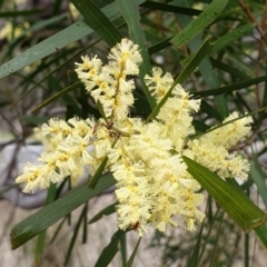 Acacia floribunda (White Sally Wattle, Gossamer Wattle) at Cook, ACT - 8 Sep 2021 by drakes